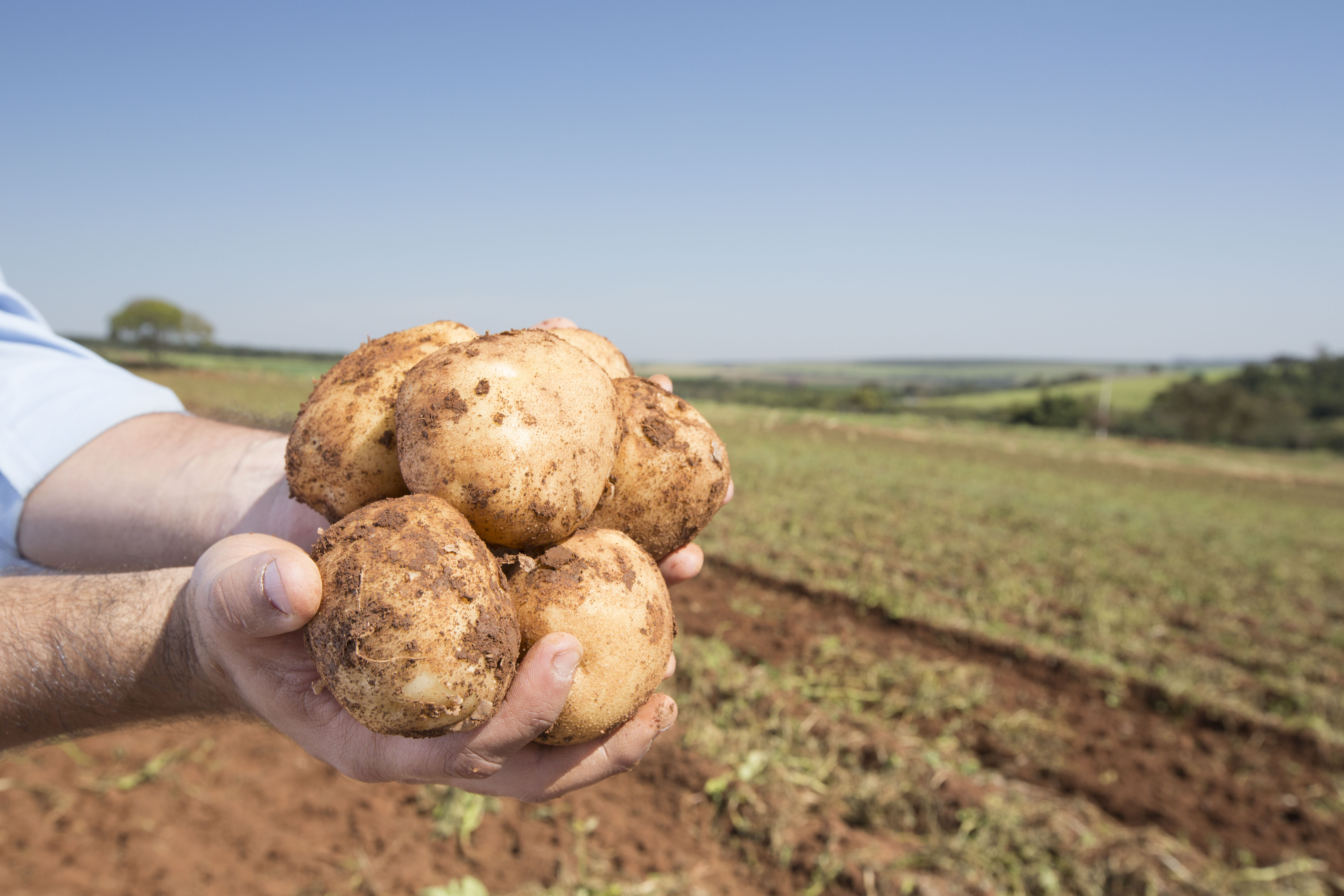 Parceria entre PepsiCo e Yara vai aplicar tecnologia inédita

no Brasil para o cultivo de batatas