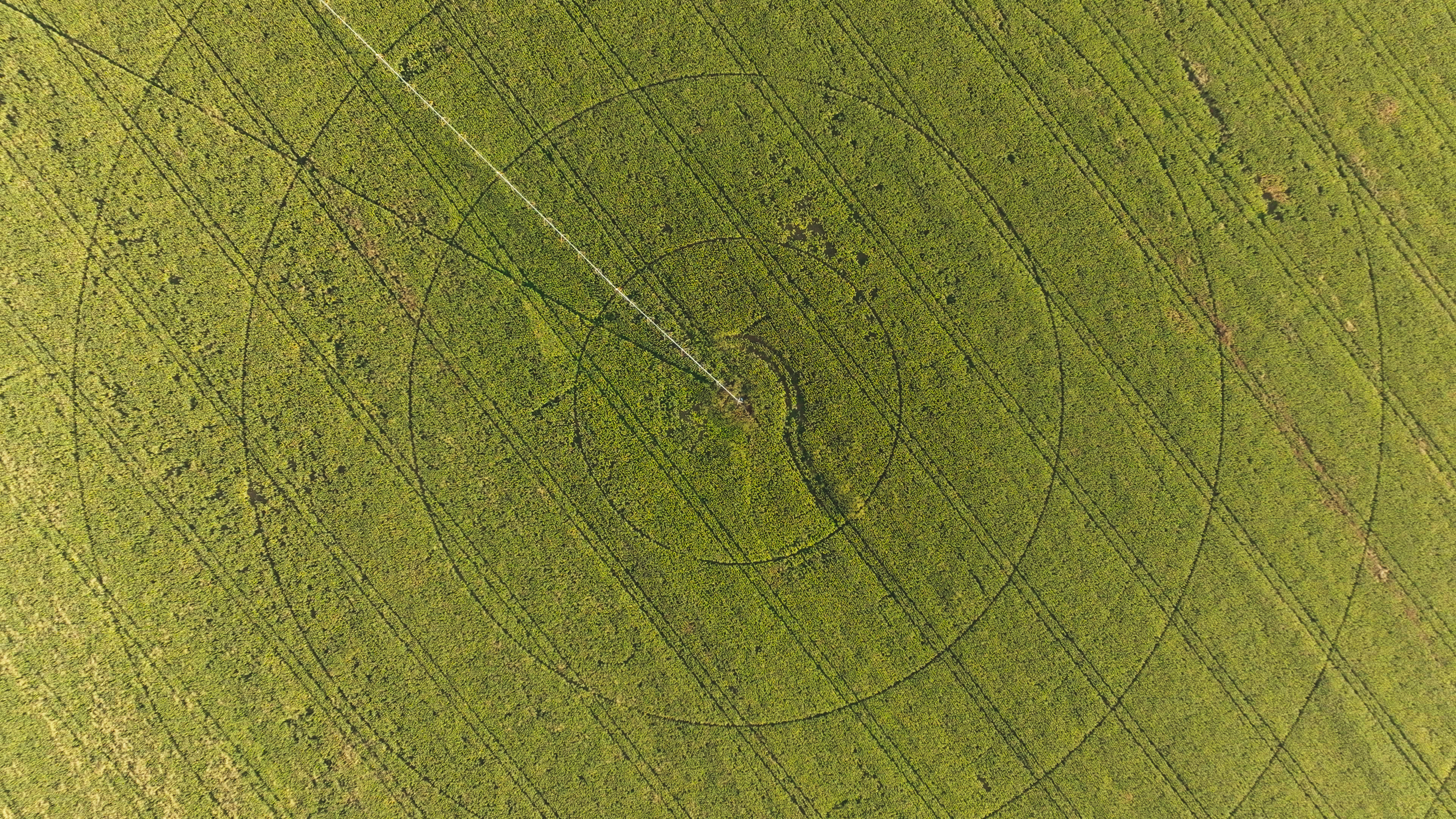 Como a agrofloresta está moldando o futuro da agricultura